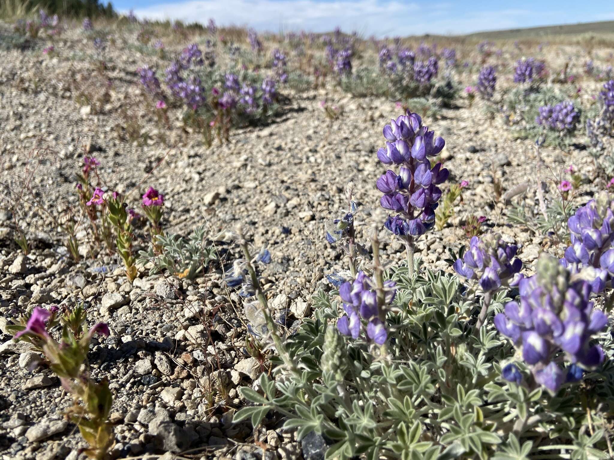 Image of Mono Lake lupine