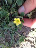 Image of peonyleaf woodsorrel