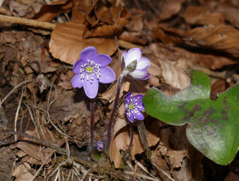 Image of hepatica