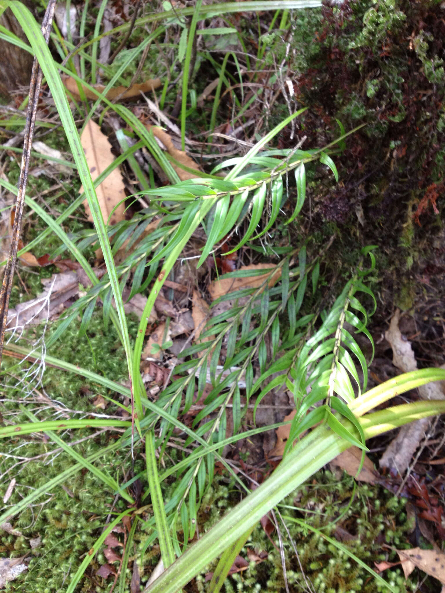 Image of Earina autumnalis (G. Forst.) Hook. fil.