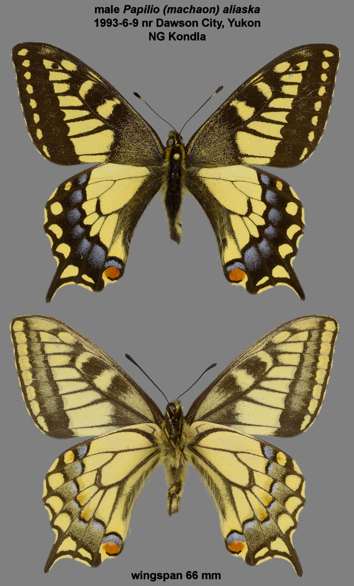 Imagem de <i>Papilio machaon aliaska</i>