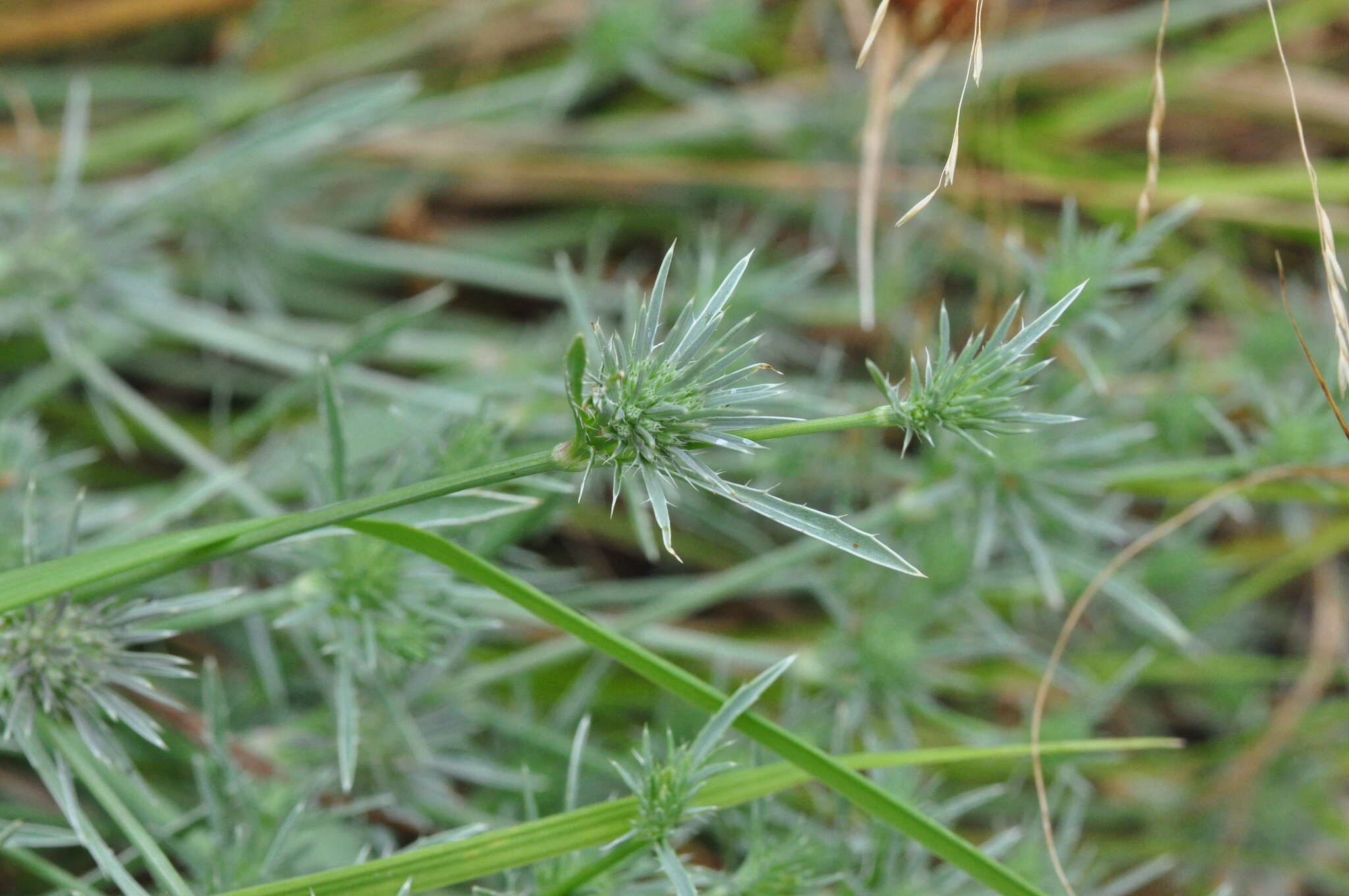 Eryngium petiolatum Hook. resmi