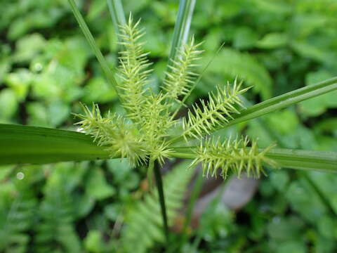 Imagem de Cyperus cyperoides (L.) Kuntze