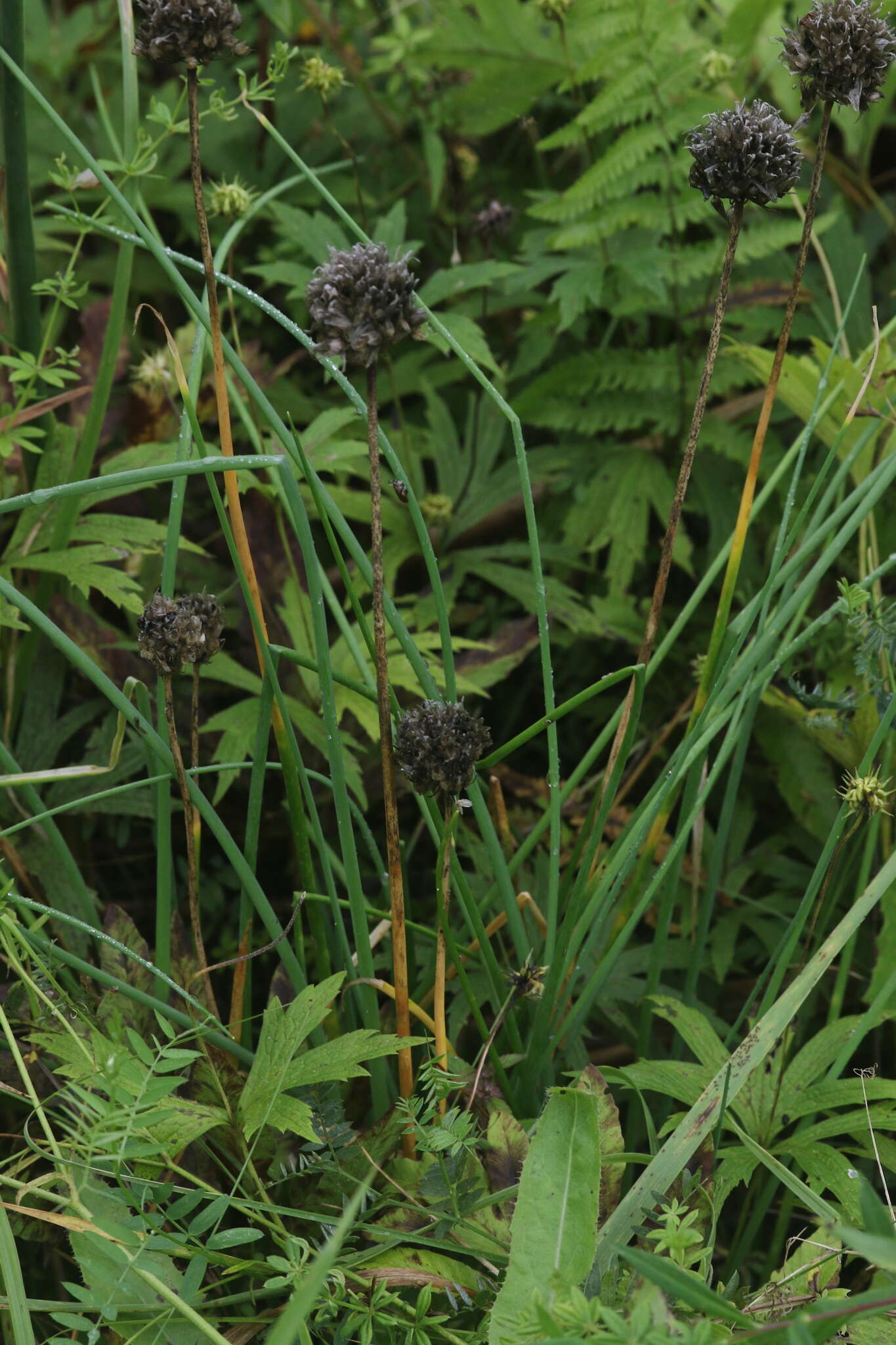 Sivun <i>Allium <i>schoenoprasum</i></i> subsp. schoenoprasum kuva