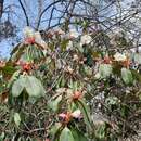 Image of Rhododendron griffithianum Wight