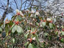 صورة Rhododendron griffithianum Wight