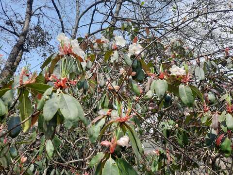 Image of Rhododendron griffithianum Wight