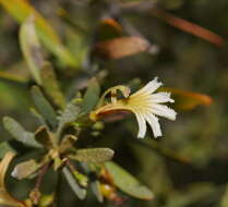 Imagem de Scaevola spinescens R. Br.