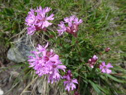 Слика од Silene suecica (Loddiges) Greuter & Burdet