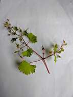 Image of Round-leaved Crane's-bill