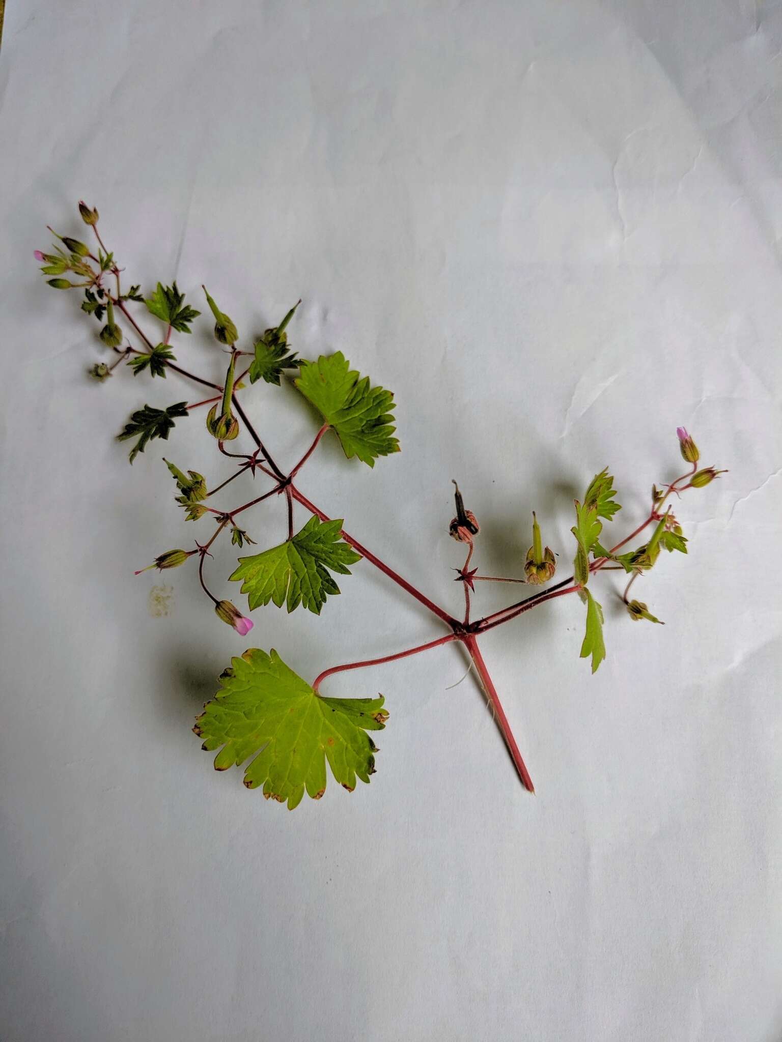 Image of Round-leaved Crane's-bill