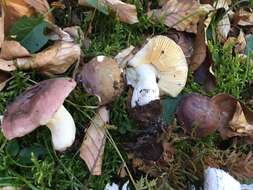 Image of Russula amethystina Quél. 1898