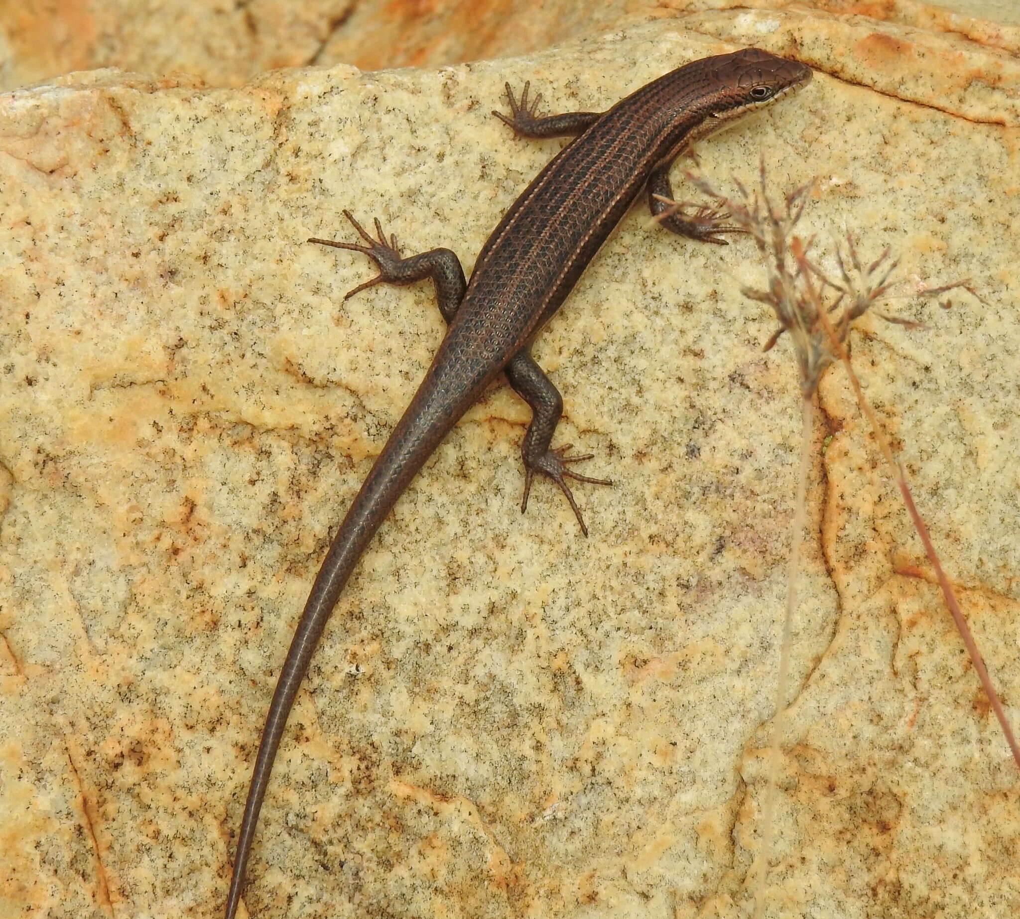 Image of Trachylepis laevigata (Peters 1869)