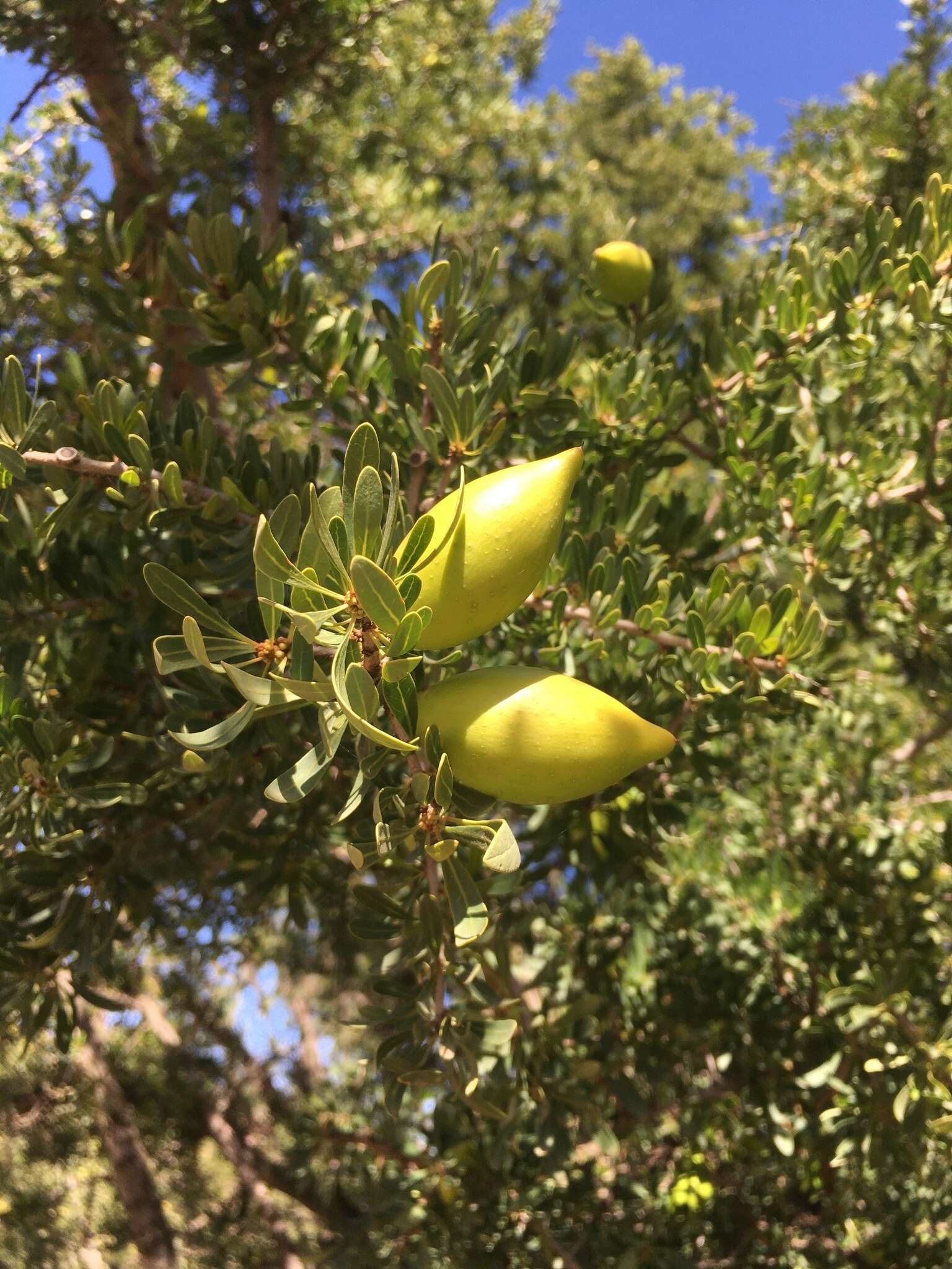 Слика од Sideroxylon spinosum L.