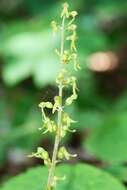 Image of Common twayblade