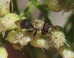 صورة Lepidomyia micheneri (Fluke 1953)