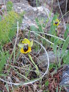 Image of Ophrys lutea subsp. lutea