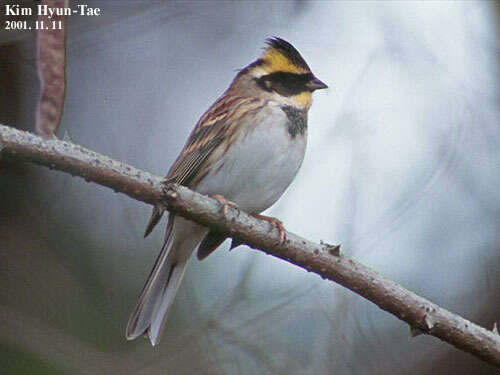 Image of Yellow-throated Bunting