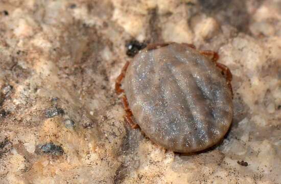 Image of Kangaroo tick