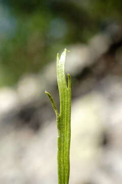 Image of Asplenium septentrionale subsp. caucasicum Fraser-Jenkins & Lovis