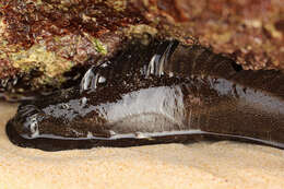 Image of Coral Blenny