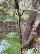 صورة Aristolochia praevenosa F. Müll.