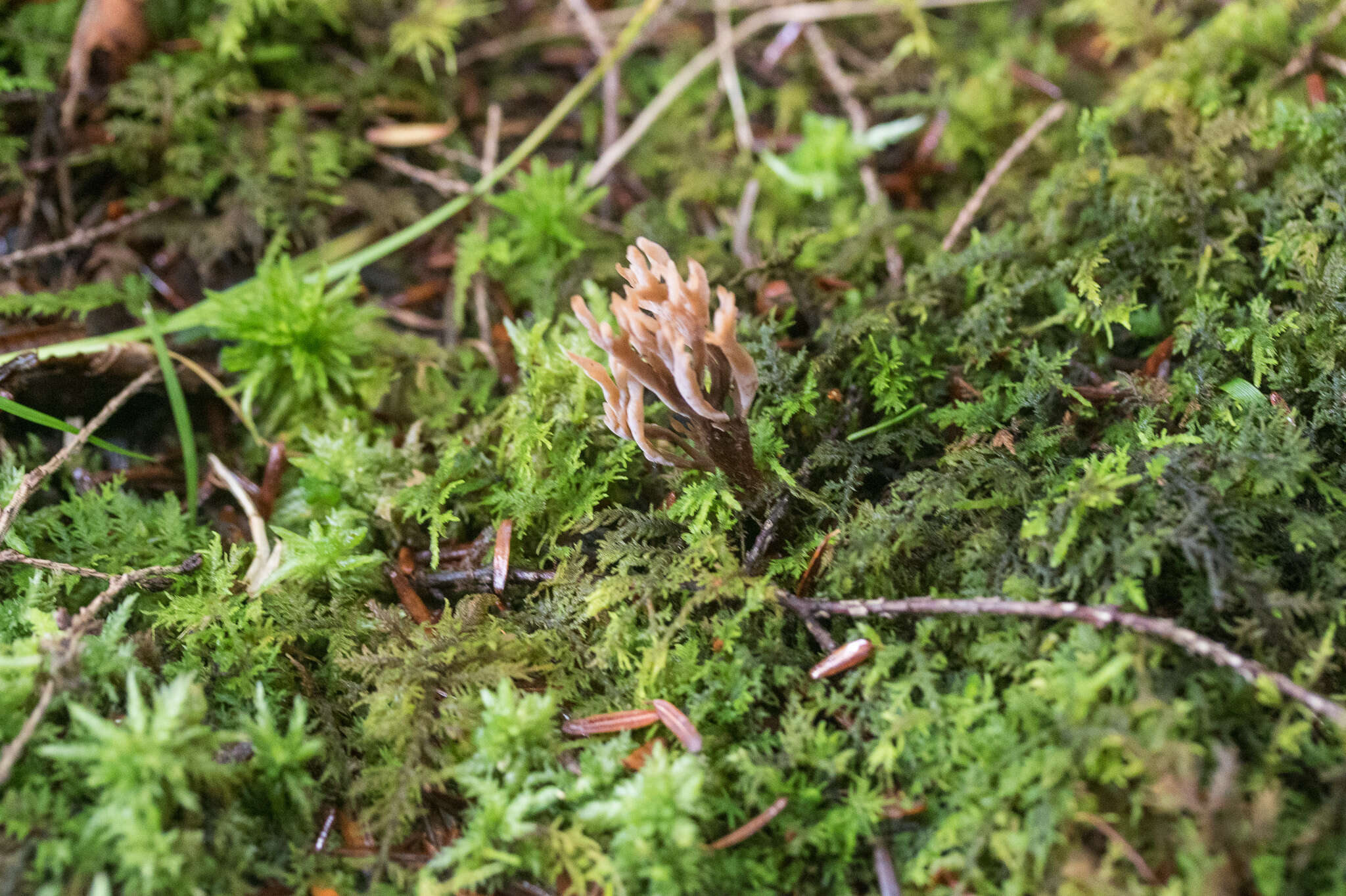 Image of Clavulina ornatipes (Peck) Corner 1950