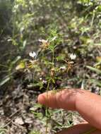 Image of large clammyweed