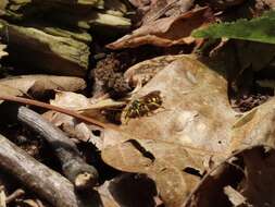 Image of Nomada luteoloides Robertson 1895