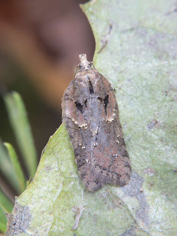 Image of Acleris abietana Hübner 1823