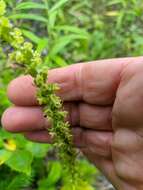 Image of Platanthera chorisiana var. elata Finet