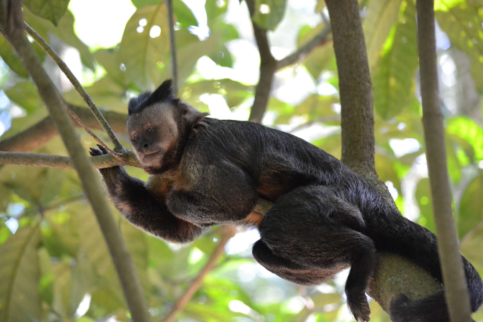 Image of Black Capuchin