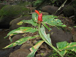 Image of spiral ginger