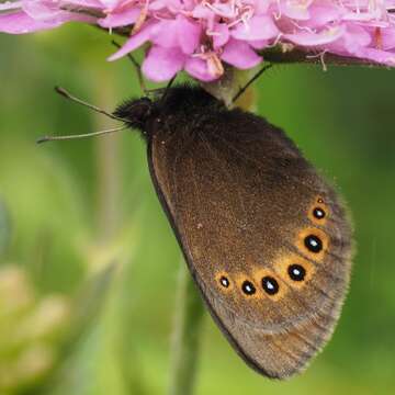 Image of Bright-eyed Ringlet