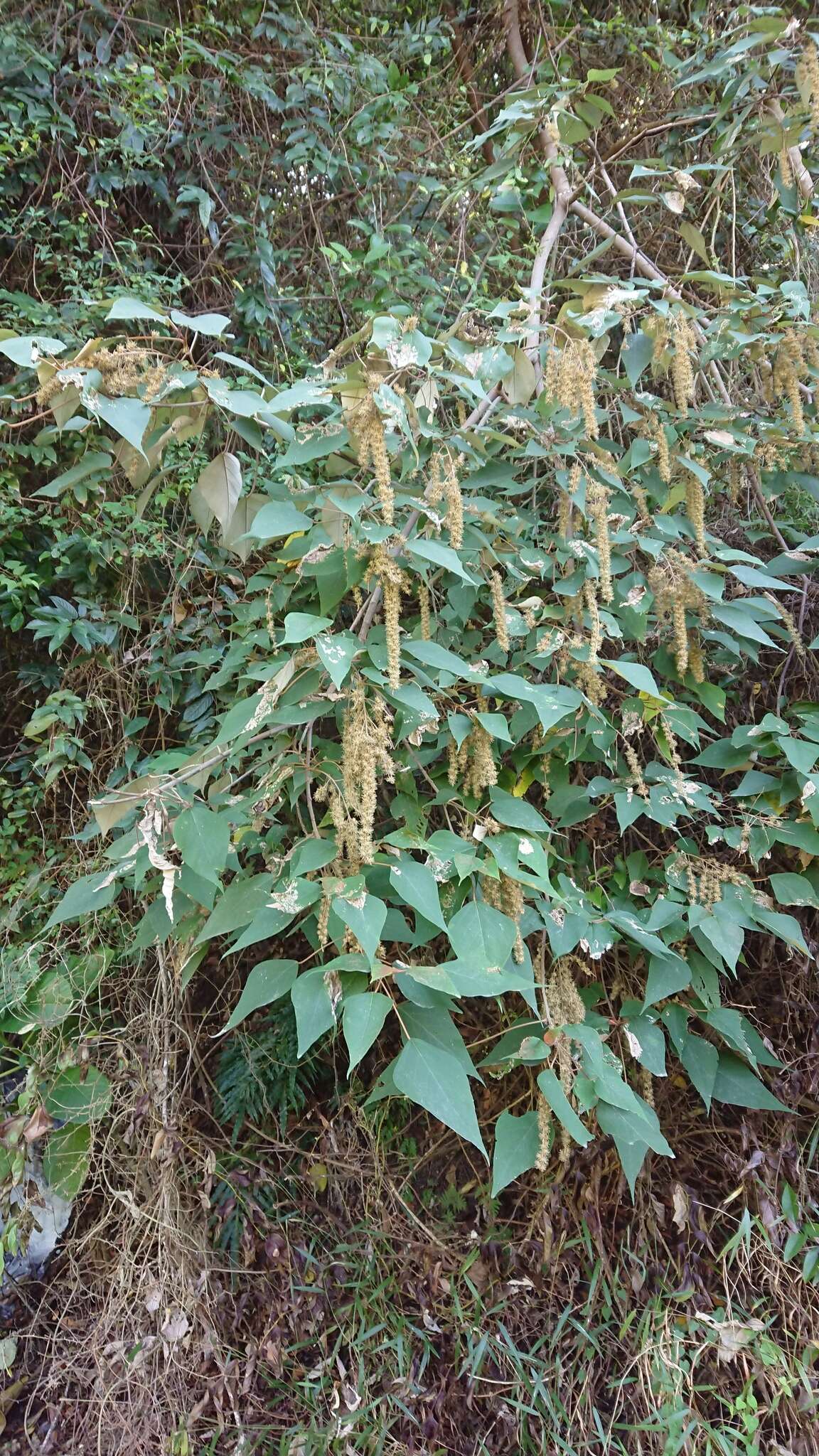 Image de Mallotus paniculatus (Lam.) Müll. Arg.