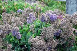 Imagem de Limonium perezii (Stapf) F. T. Hubbard ex L. H. Bailey