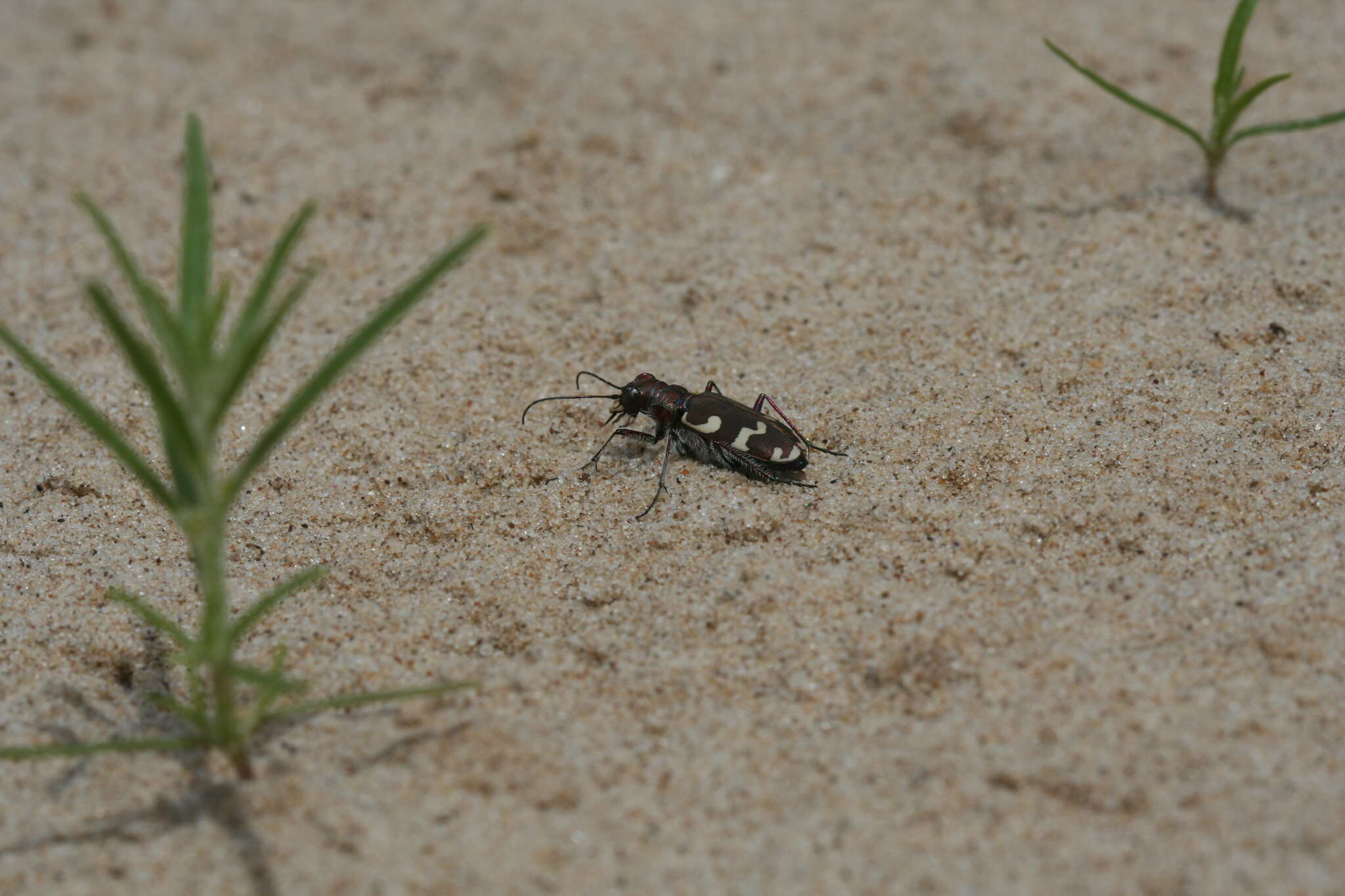 Image of Northern dune tiger beetle