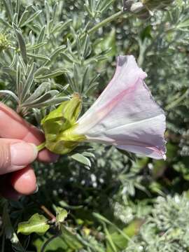 Image of island false bindweed