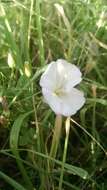 Image of Field Bindweed