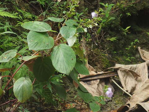 Image of gloxinia