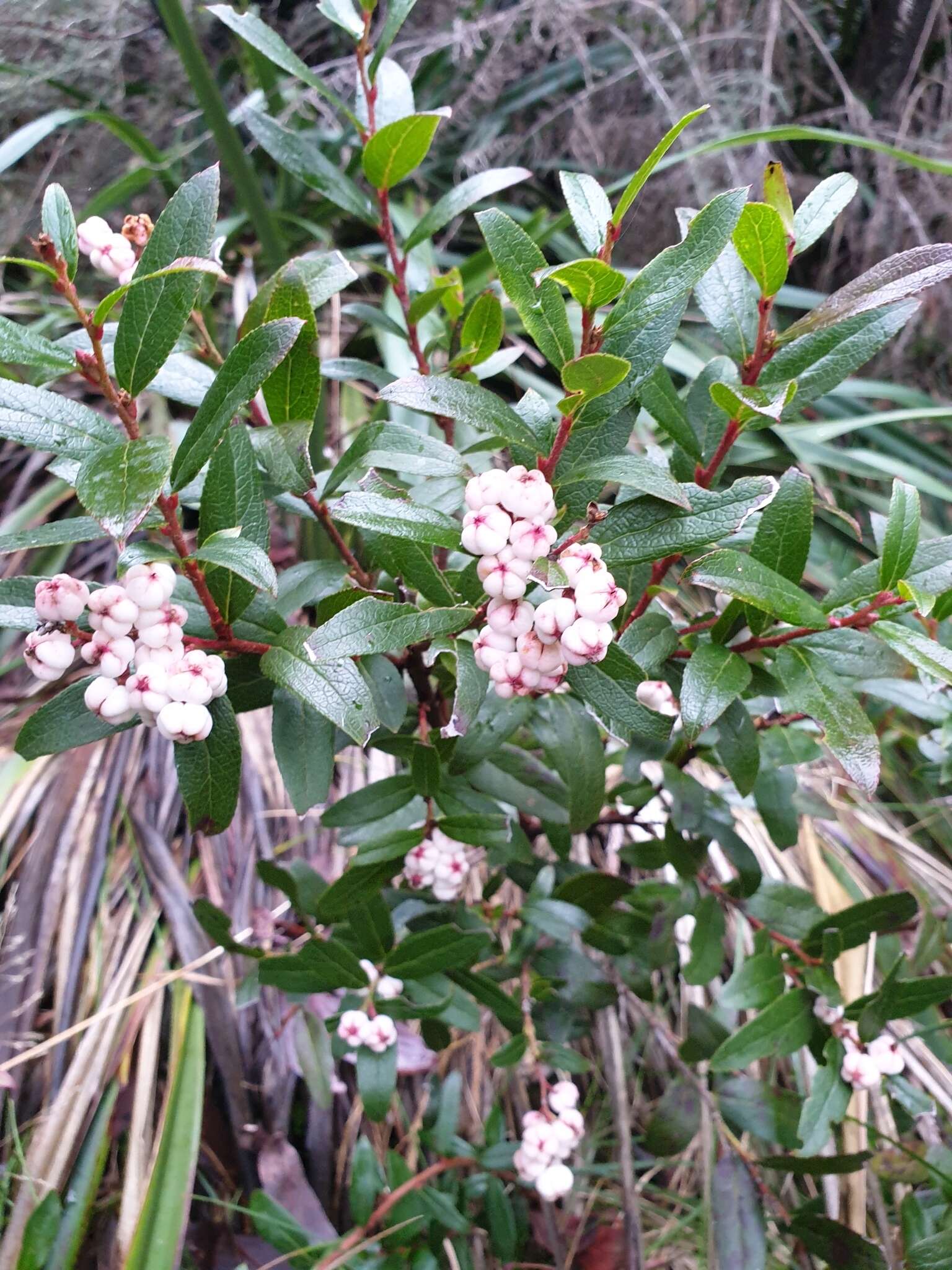 Image de Gaultheria appressa A. W. Hill