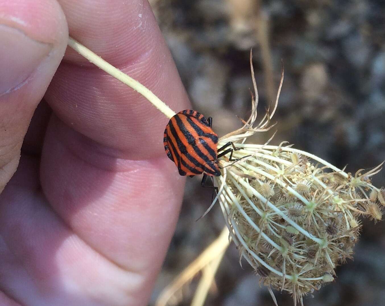 Image of Graphosoma italicum italicum