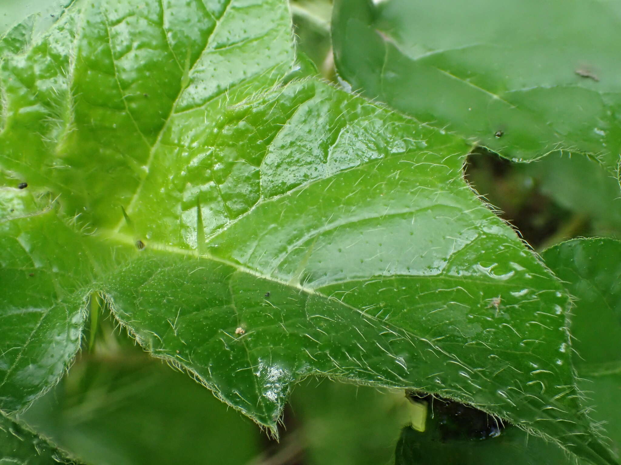 Imagem de Solanum capsicoides Allioni