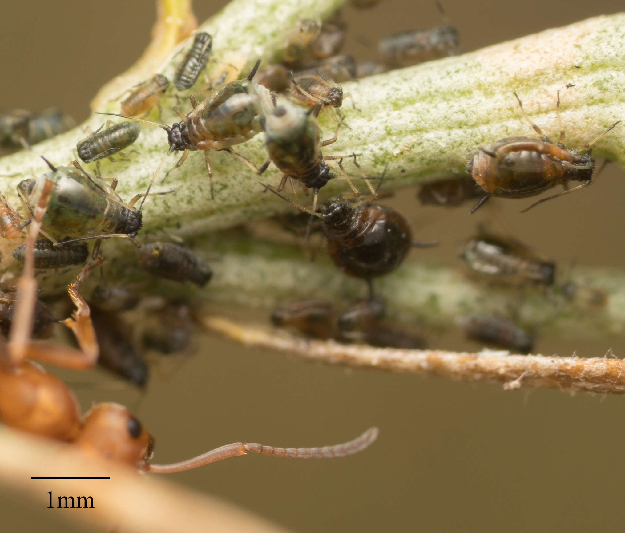 Image of Aphis (Zyxaphis) chrysothamni Wilson & H. F. 1915