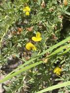 Image of Crotalaria eremicola Baker fil.