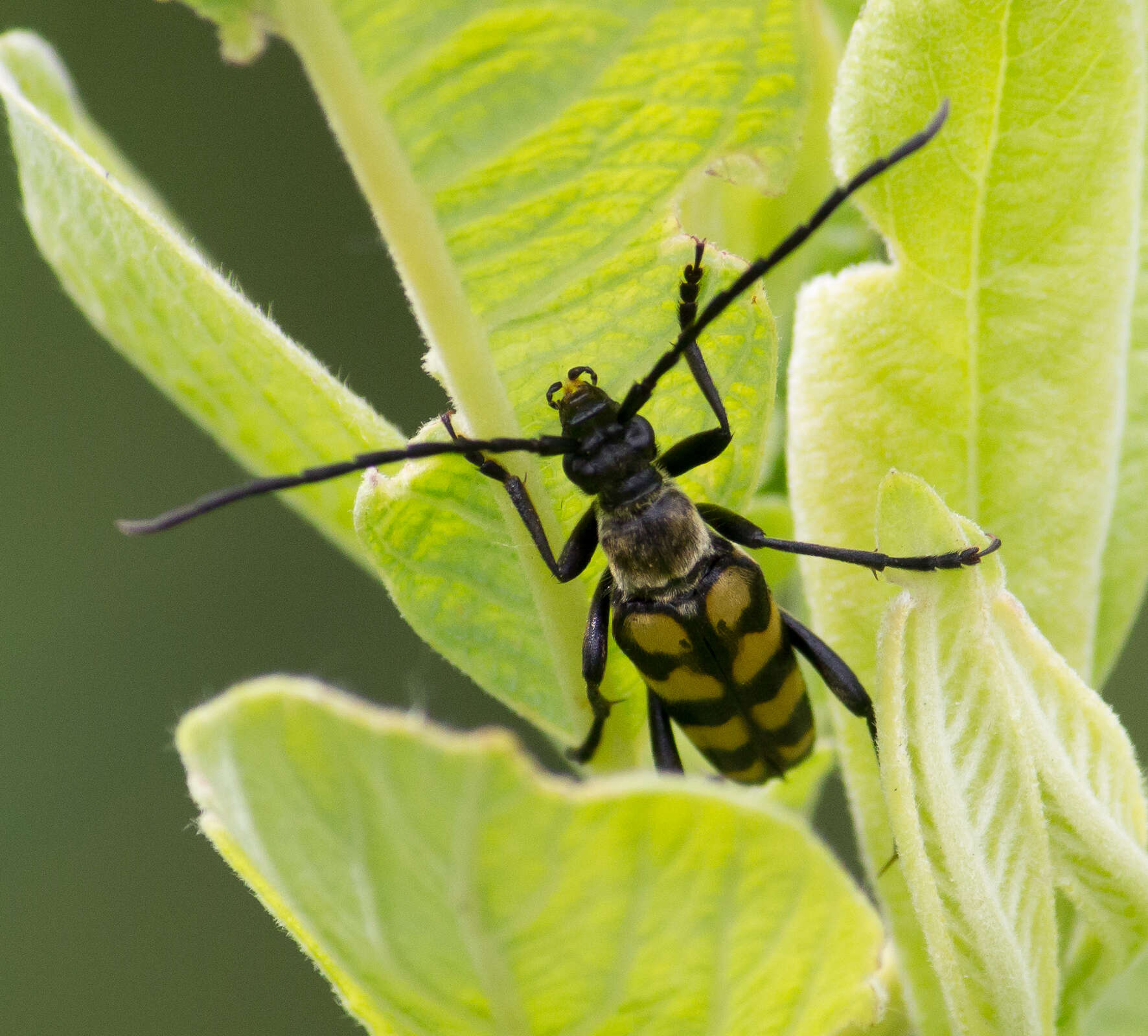 Image of Leptura quadrifasciata Linné 1758