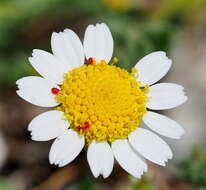 Image of Anthemis werneri Stoj. & Acht.