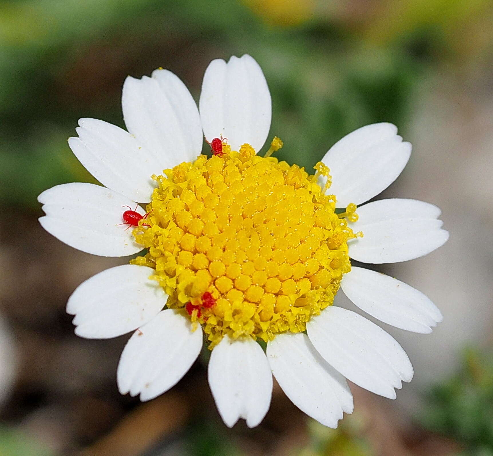 Image of Anthemis werneri Stoj. & Acht.