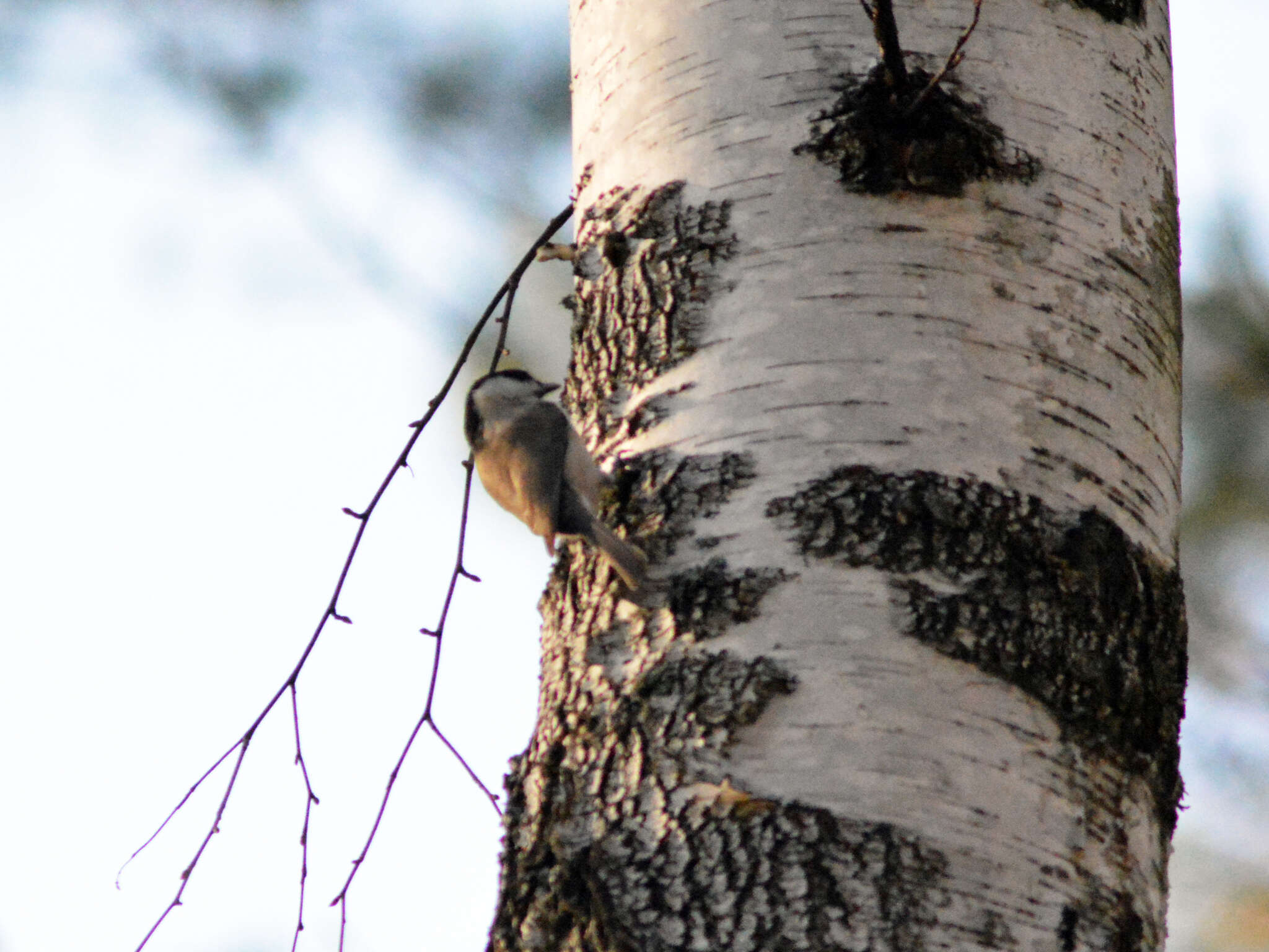 صورة Poecile palustris stagnatilis (Brehm & CL 1855)