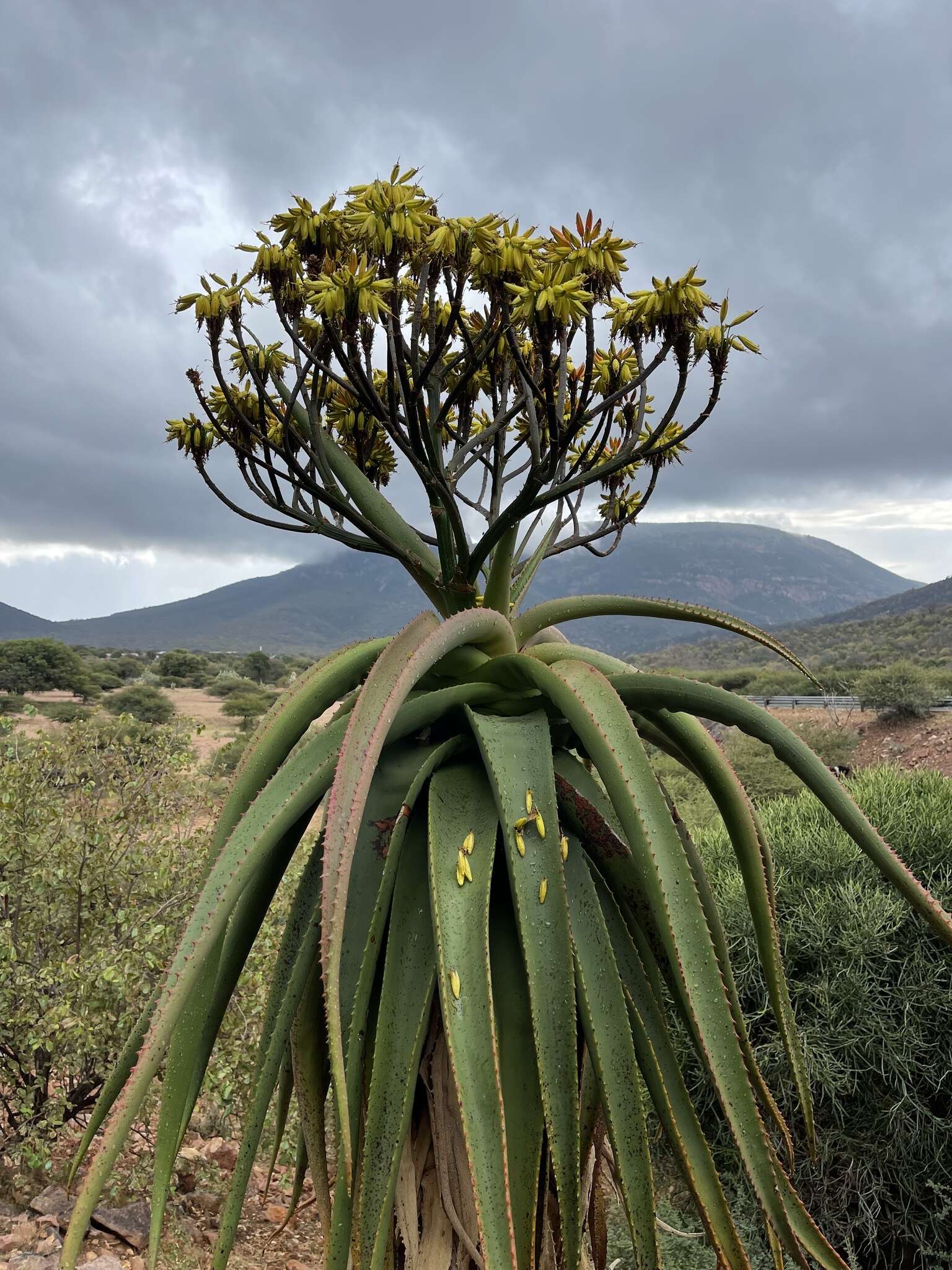 Aloe angelica Pole-Evans resmi